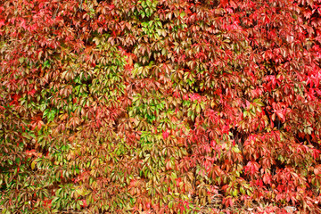 autumn colours-7