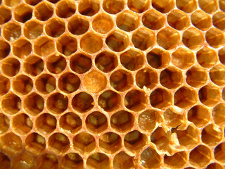 alvéoles ruche zoom