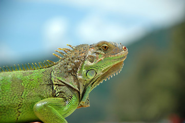 green animal