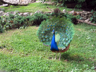 Obraz premium peacock