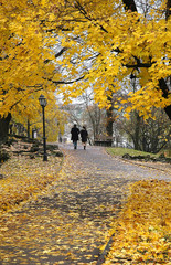 autumn in park