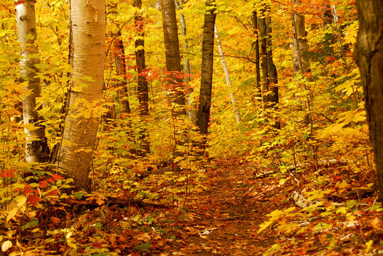 Fototapeta fall forest