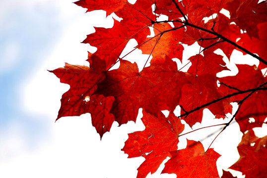 red maple leaves