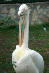 the pelican