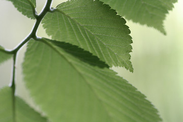 feuille verte