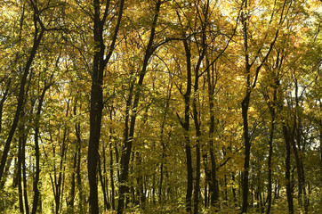 Fototapeta premium fall