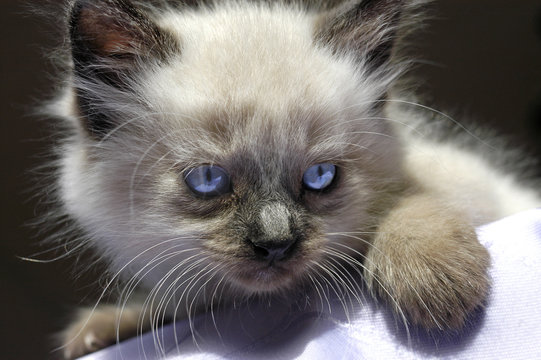 chaton aux yeux bleus