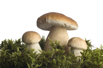 mushrooms