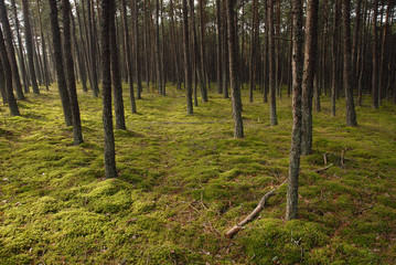 Obraz premium forest