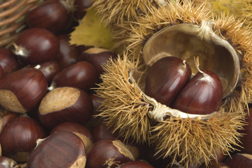 chestnuts