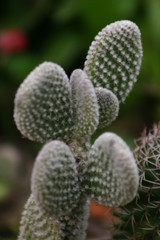 cactus 2