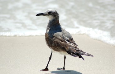 seagull on the sand