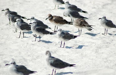 beach seagulls