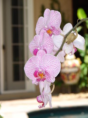 orchids closeup
