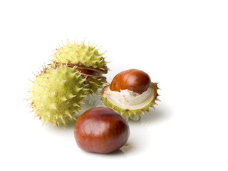 four chestnut