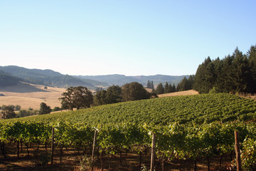 morning vineyard