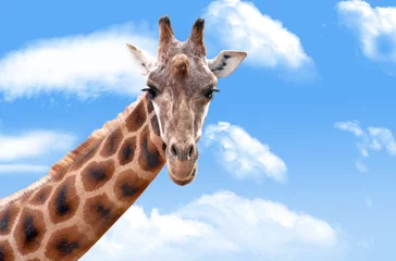 Crédence de cuisine en verre imprimé Girafe giraffe in the clouds