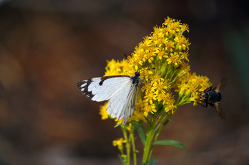 pine white butterfly and fly on goldenrod