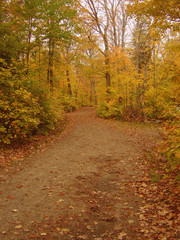 autumn dirt pathway