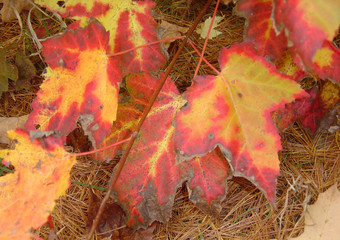 radiant red maple leaves