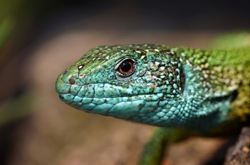 lizard