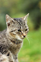 cat