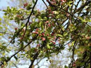Fototapeta premium apfelblüten