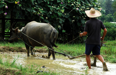 thailand: rice farming