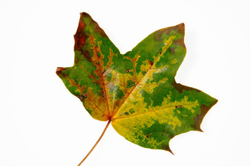 Fototapeta premium autumn colours-12