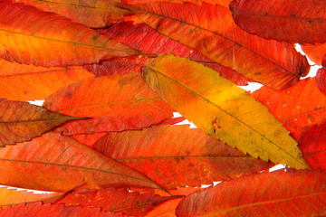 autumn colours-16