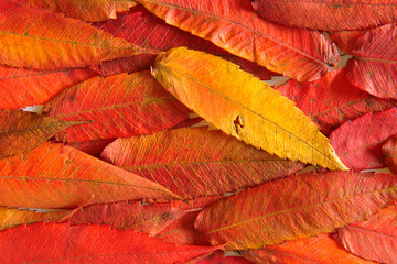 autumn colours-17