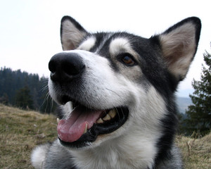close up of an alaskan malamute dog