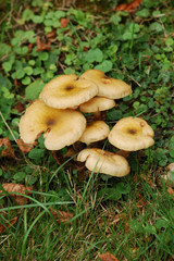 champignon