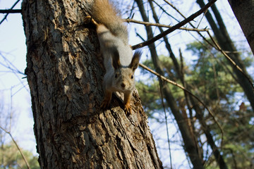 squirrel