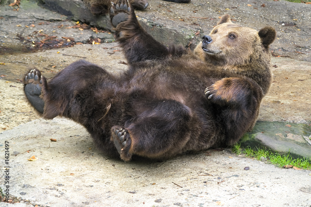 Wall mural brown bear