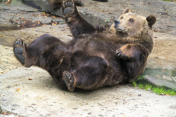 brown bear