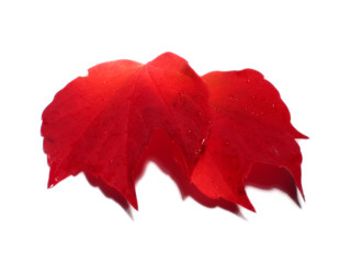 feuille rouge d'automne