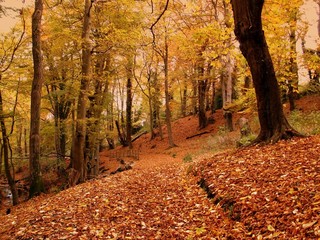 burnished autumn gold