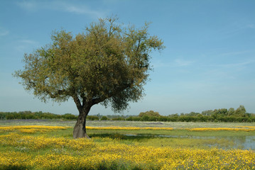 tree in flowery field, springtime - Powered by Adobe