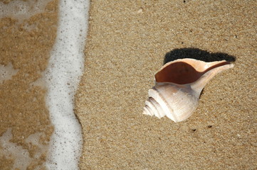 seashell, sand and water
