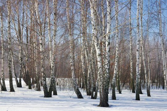 Fototapeta winter