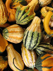 gourds