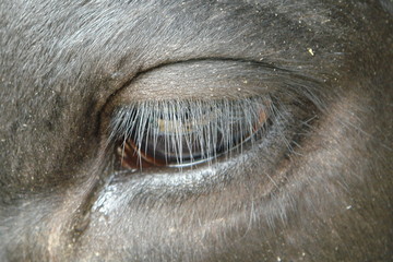 cow eye...