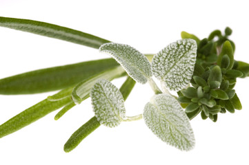 fresh herbs and spices. rosemary and sage