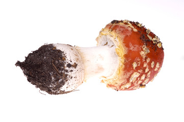 toadstool