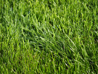 grass field