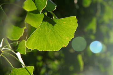 gingko biloba