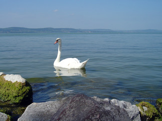 balatonschwan1
