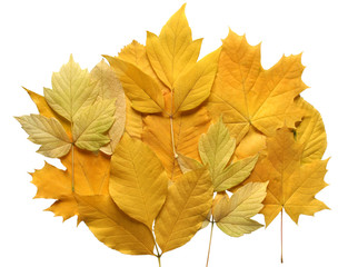 composition of autumn leaves.