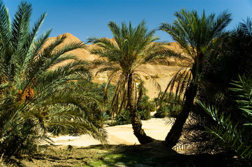 oasis with two palm trees in front
